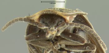 Media type: image;   Entomology 2774 Aspect: head frontal view
